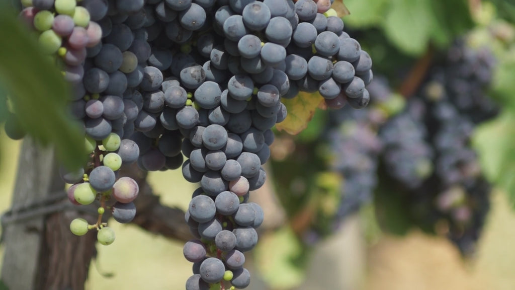 WALT The Corners Pinot Noir winemaker video discussing vineyard and vintage